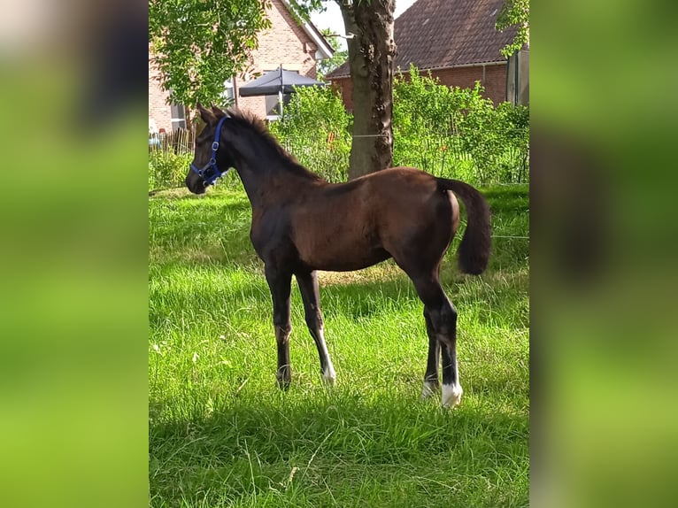 Oldenbourg Étalon Poulain (03/2024) Bai brun foncé in Ovelgönne