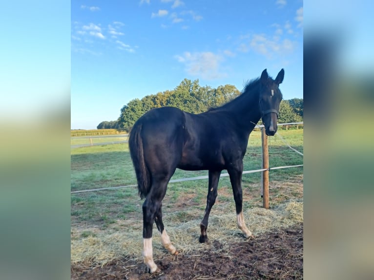 Oldenbourg Étalon Poulain (05/2025) Bai brun foncé in Quakenbr&#xFC;ck