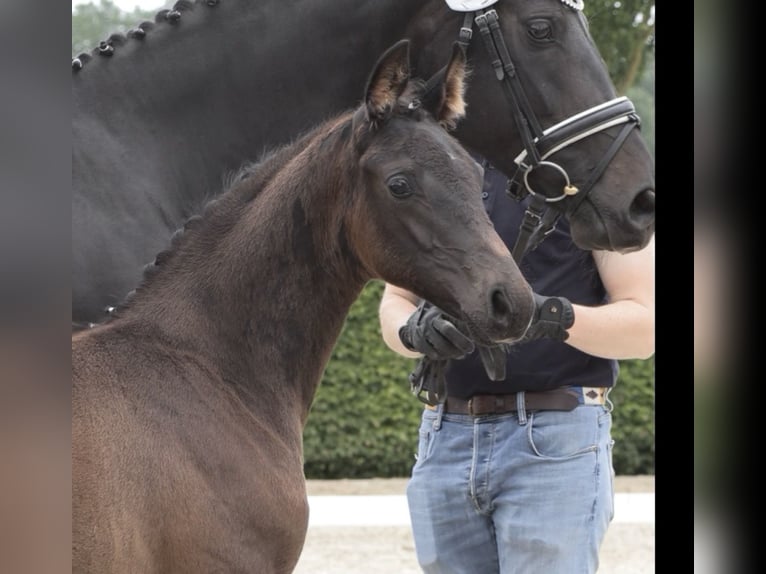 Oldenbourg Étalon Poulain (04/2026) Bai brun foncé in Wildeshausen