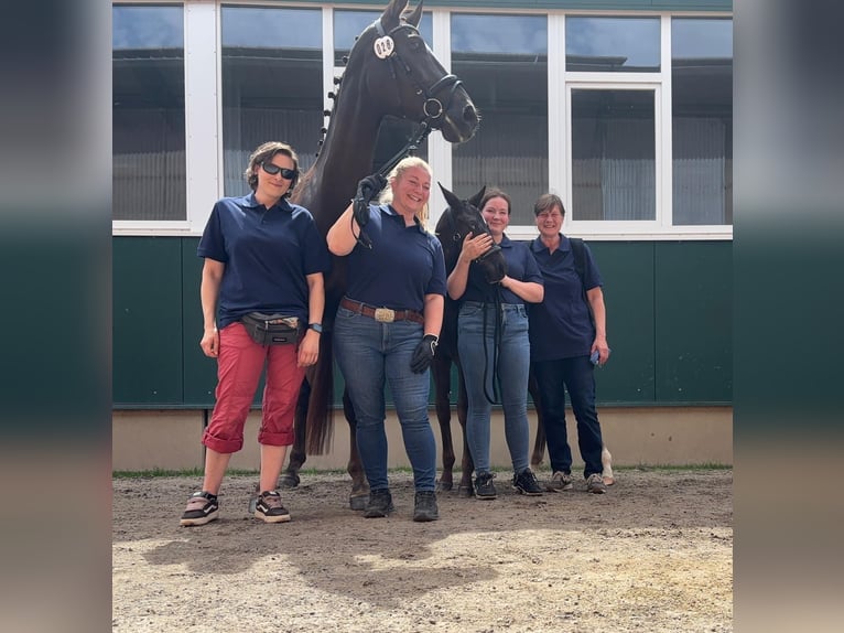 Oldenbourg Étalon Poulain (03/2026) Bai brun foncé in Wülfrath