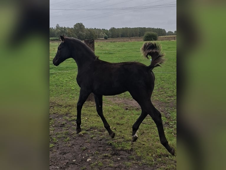 Oldenbourg Étalon Poulain (05/2025) Bai brun foncé in zaffelare