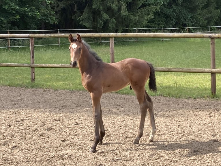 Oldenbourg Étalon Poulain (04/2024) Bai in Dahlenburg