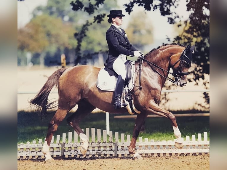 Oldenbourg Étalon Poulain (05/2025) Bai in Oebisfelde