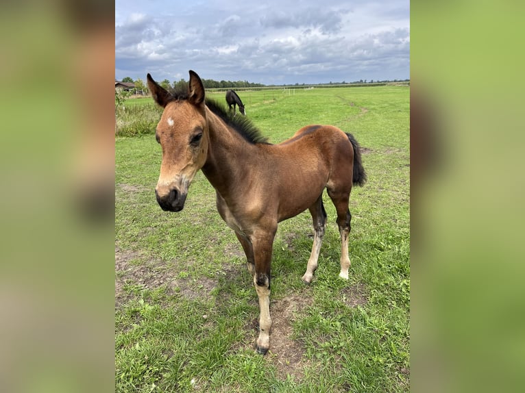 Oldenbourg Étalon Poulain (05/2025) Bai in Oebisfelde