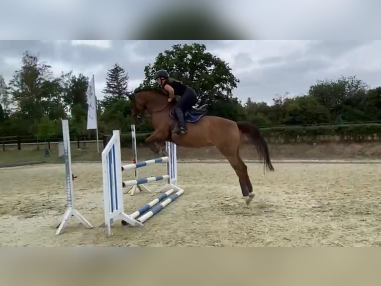 Oldenbourg Étalon Poulain (05/2025) Bai in Oebisfelde
