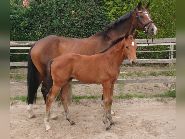 Oldenbourg Étalon Poulain (05/2025) Bai in Damme