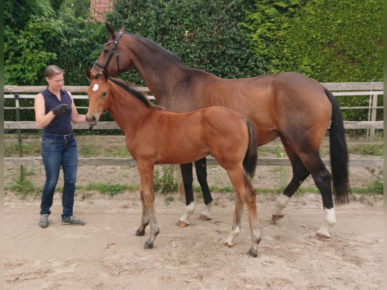 Oldenbourg Étalon Poulain (05/2025) Bai in Damme