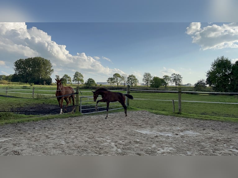 Oldenbourg Étalon Poulain (06/2023) Bai in Ihlow Riepe