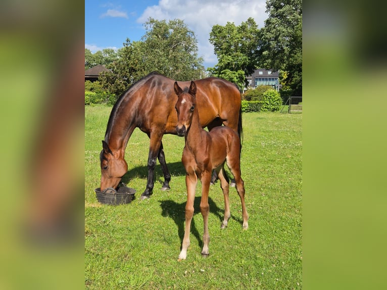 Oldenbourg Étalon Poulain (06/2026) Bai in Isernhagen