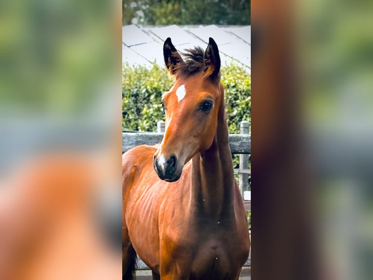 Oldenbourg Étalon Poulain (04/2025) Bai in Opdorp
