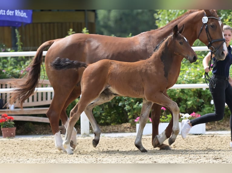 Oldenbourg Étalon  Bai in Mücke