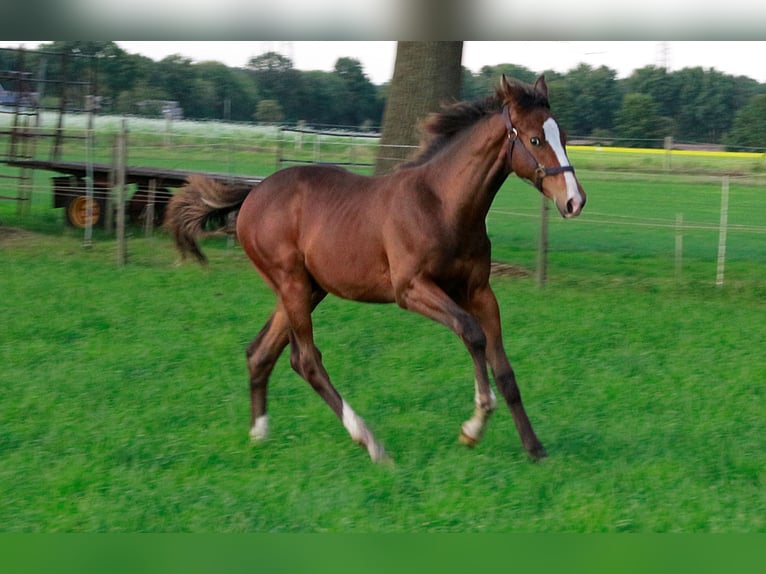 Oldenbourg Croisé Étalon Poulain (04/2025) Bai in Voltlage