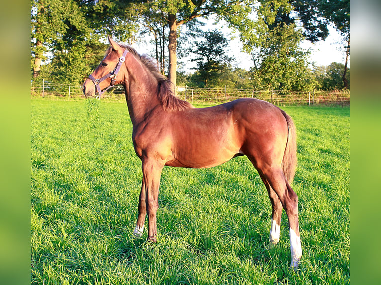 Oldenbourg Croisé Étalon Poulain (04/2025) Bai in Voltlage