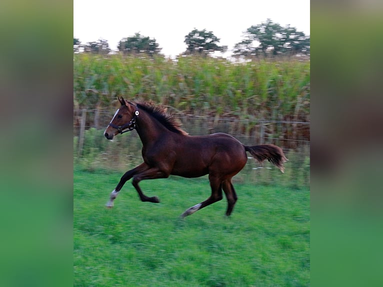 Oldenbourg Croisé Étalon Poulain (04/2025) Bai in Voltlage