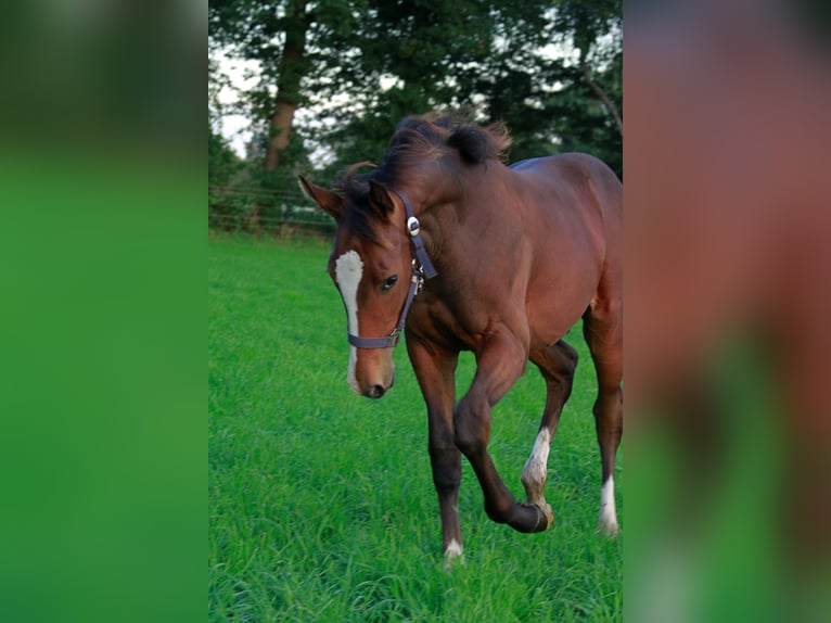 Oldenbourg Croisé Étalon Poulain (04/2025) Bai in Voltlage