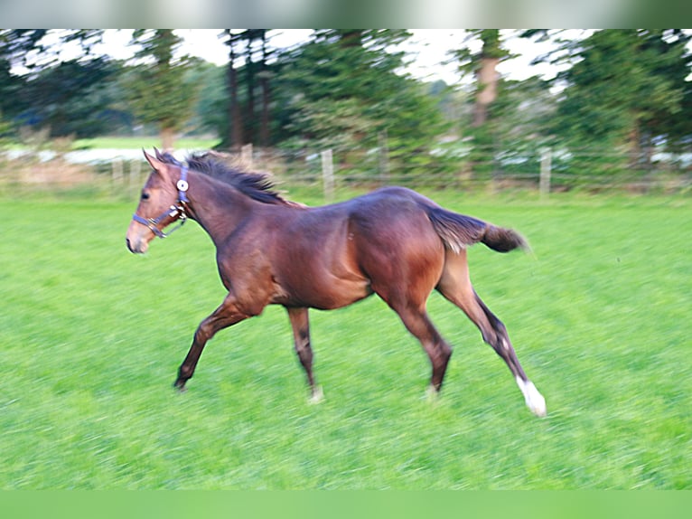 Oldenbourg Croisé Étalon Poulain (04/2025) Bai in Voltlage