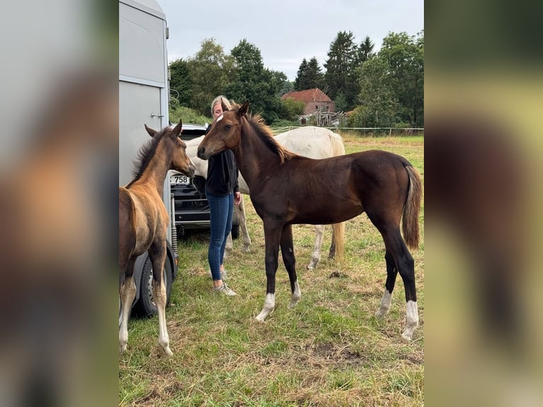 Oldenbourg Croisé Étalon Poulain (03/2026) Bai in Ovelgönne