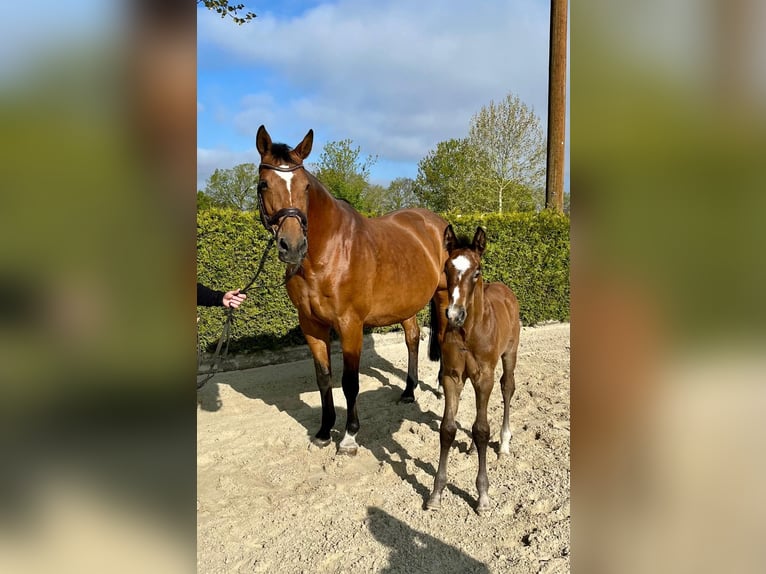 Oldenbourg Étalon Poulain (03/2026) Bai in Hörstel