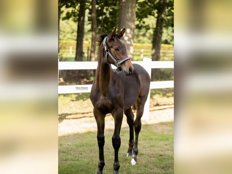 Oldenbourg Étalon Poulain (05/2025) Bai in Bersenbr&#xFC;ck