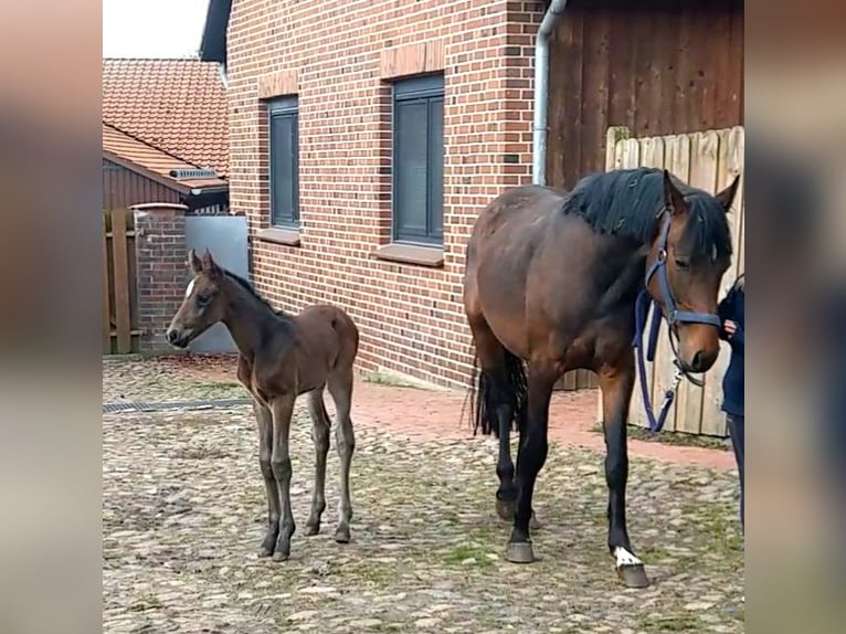 Oldenbourg Étalon Poulain (04/2024) Bai in Hankensbüttel