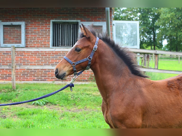 Oldenbourg Étalon Poulain (05/2026) Bai in Garrel