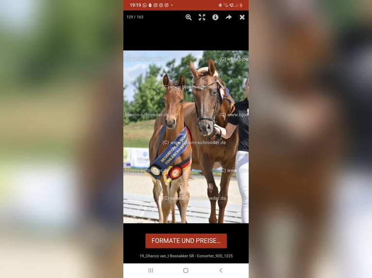 Oldenbourg Étalon Poulain (05/2025) Bai in Letschin