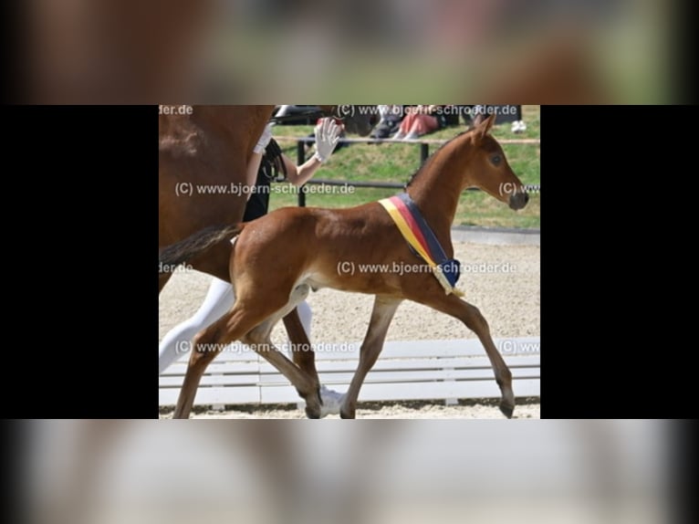 Oldenbourg Étalon Poulain (05/2025) Bai in Letschin