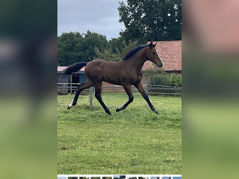 Oldenbourg Étalon Poulain (04/2024) Bai in Lingen