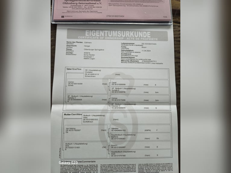 Oldenbourg Étalon Poulain (04/2024) Bai in Lingen