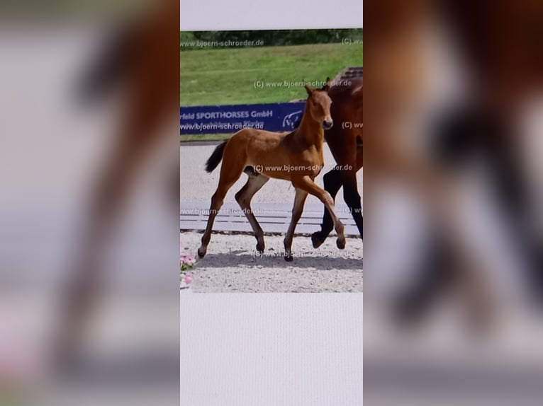 Oldenbourg Étalon Poulain (04/2025) Bai in Neubarnim