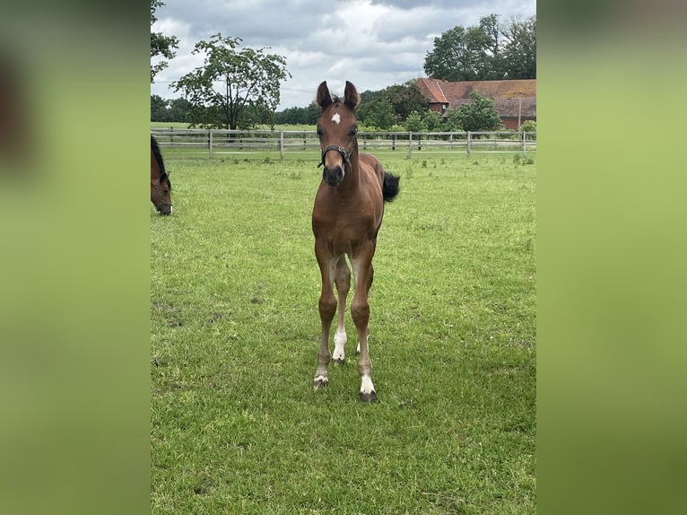 Oldenbourg Étalon Poulain (04/2026) Bai in Versmold