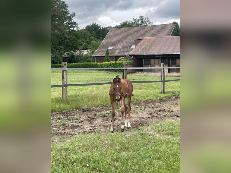 Oldenbourg Étalon Poulain (04/2026) Bai in Versmold