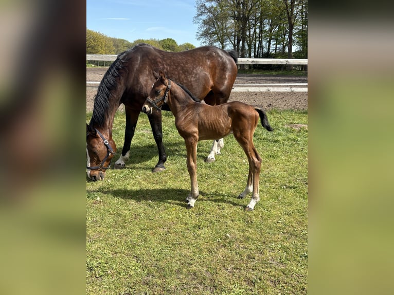 Oldenbourg Étalon Poulain (04/2026) Bai in Versmold