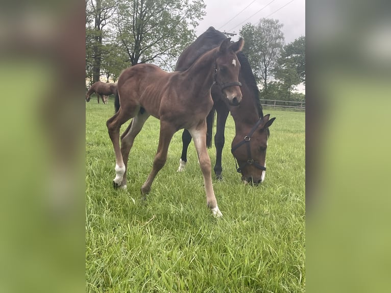Oldenbourg Étalon Poulain (04/2026) Bai in Versmold