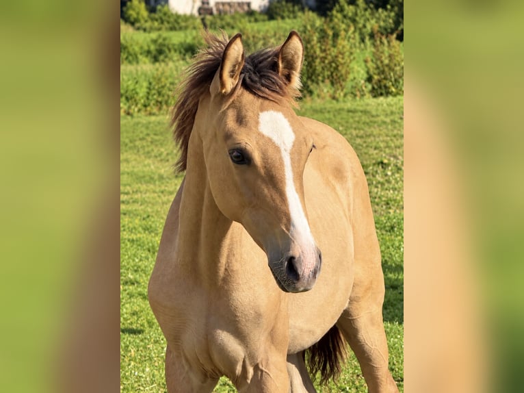 Oldenbourg Étalon Poulain (05/2026) Buckskin in Schönthal