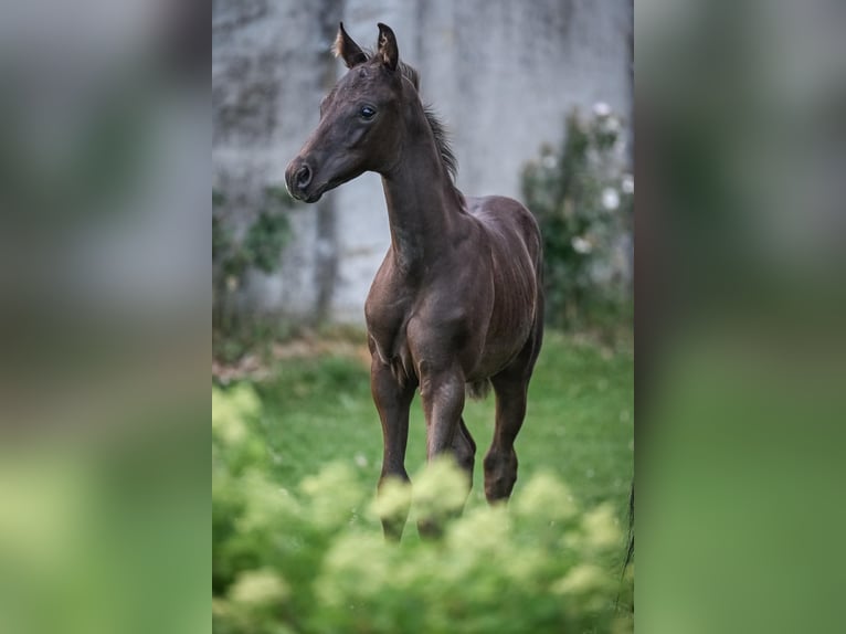 Oldenbourg Étalon Poulain (05/2025) Noir in Affoltern am Albis