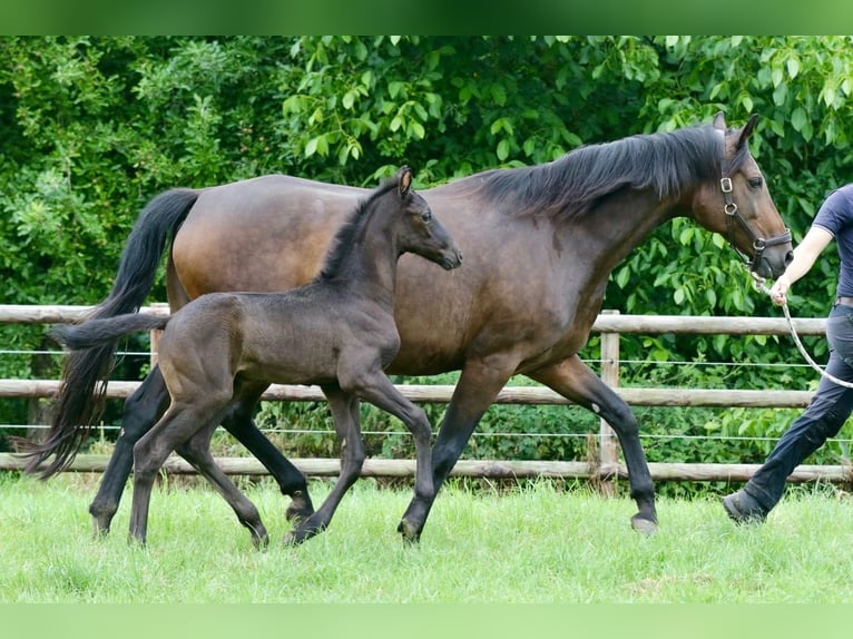 Oldenbourg Étalon  Noir in Kettig
