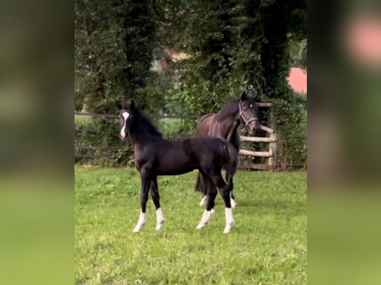 Oldenbourg Étalon Poulain (05/2024) Noir in Stemwede