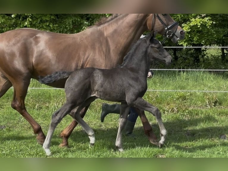 Oldenbourg Étalon Poulain (04/2026) Noir in Stuhr