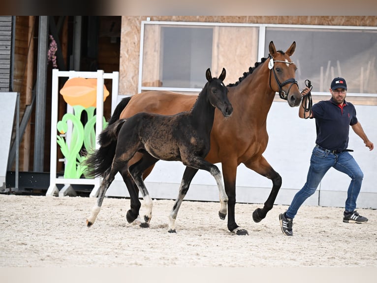 Oldenbourg Étalon Poulain (01/2025) Noir in Witzleben
