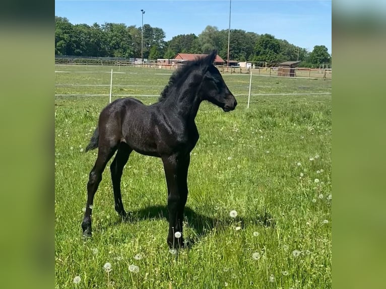 Oldenbourg Étalon Poulain (04/2025) Peut devenir gris in Burgwedel