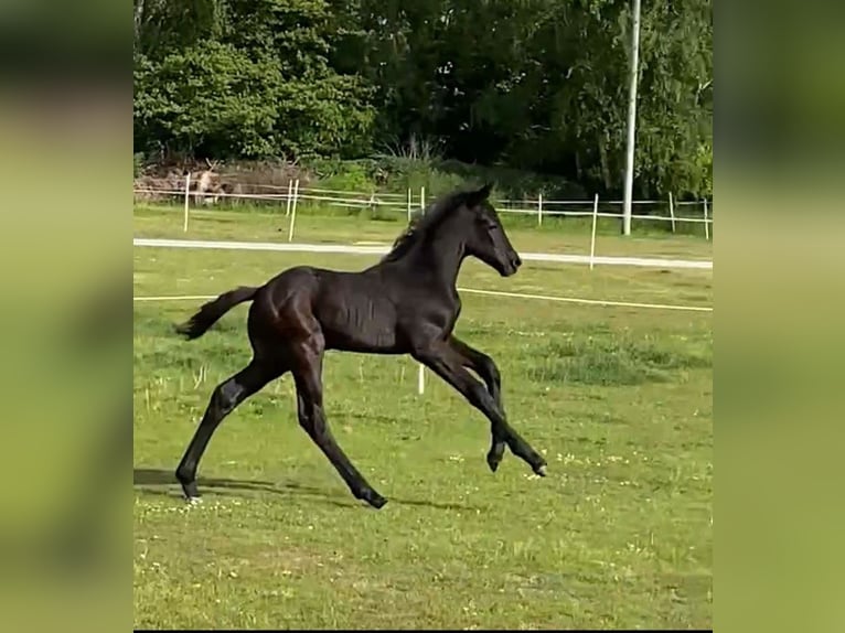 Oldenbourg Étalon Poulain (04/2025) Peut devenir gris in Burgwedel