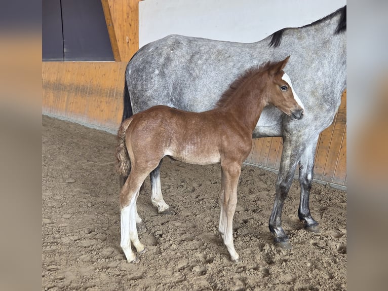 Oldenbourg Étalon  Peut devenir gris in Salzhemmendorf