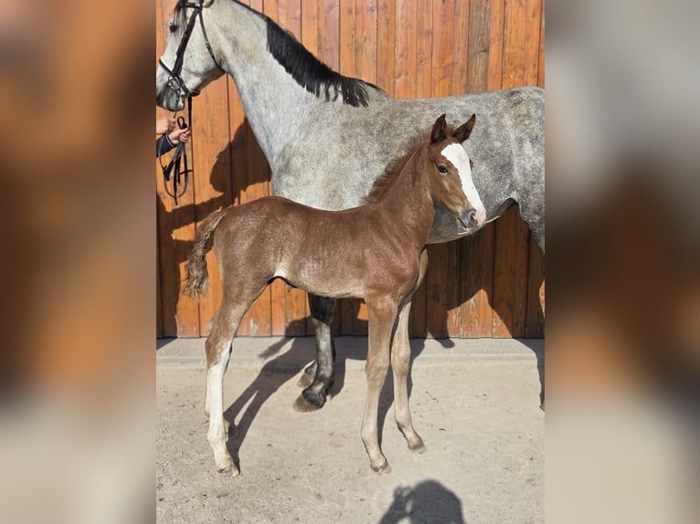 Oldenbourg Étalon  Peut devenir gris in Salzhemmendorf