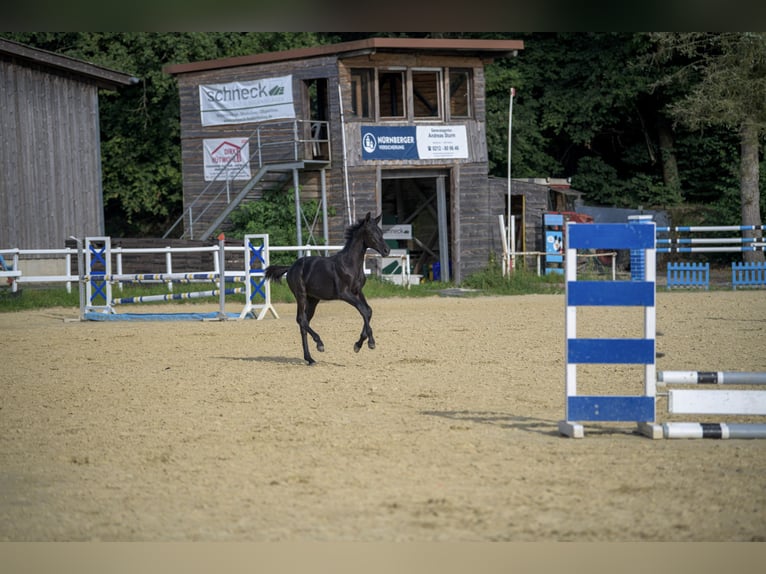 Oldenbourg Étalon Poulain (03/2024) Peut devenir gris in Siegen