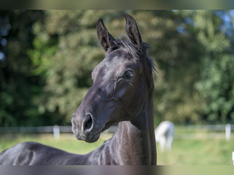 Oldenbourg Étalon Poulain (03/2024) Peut devenir gris in Siegen