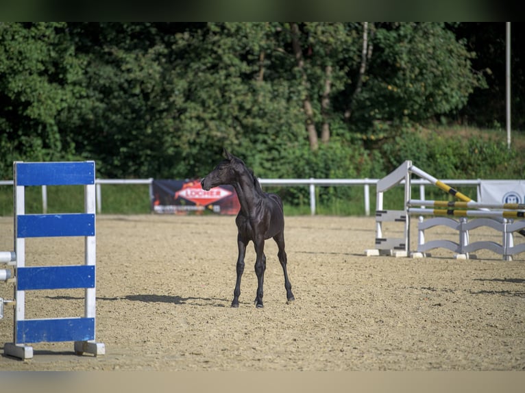 Oldenbourg Étalon Poulain (03/2024) Peut devenir gris in Siegen