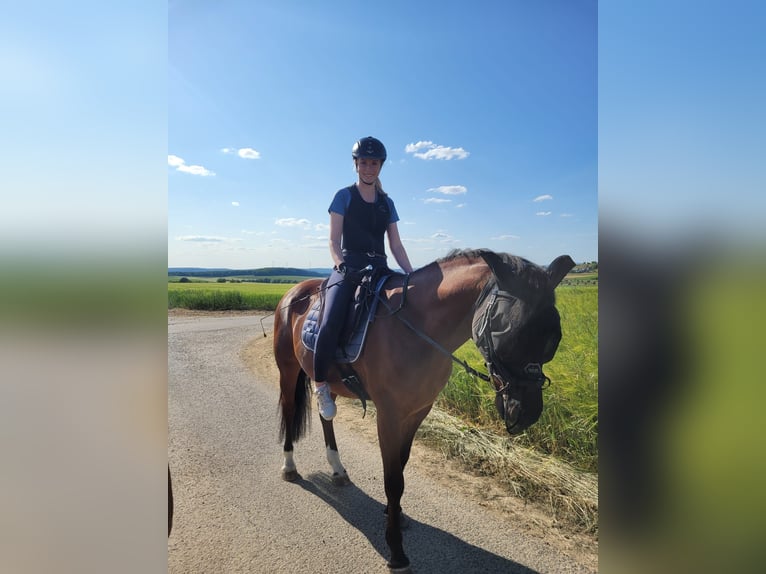 Oldenbourg Croisé Hongre 10 Ans 155 cm Bai in Kolitzheim