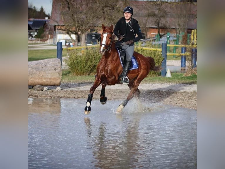 Oldenbourg Hongre 10 Ans 162 cm Alezan in Bad Ischl