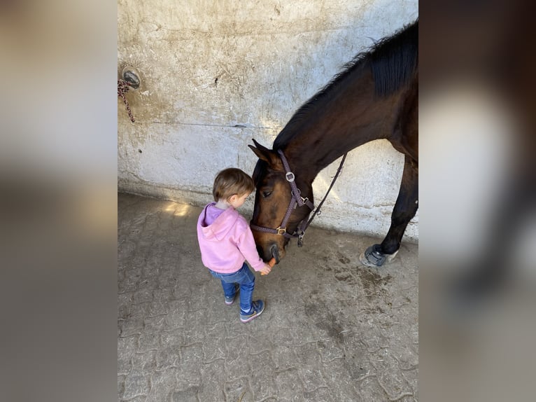 Oldenbourg Hongre 10 Ans 163 cm Bai in Rheinfelden
